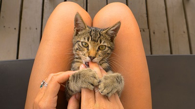 飼い主の膝にのり指を噛む猫