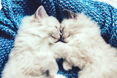向かい合って眠る二匹の子猫
