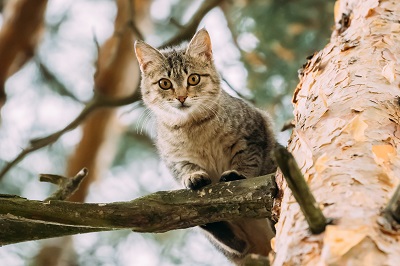 木の上から見下ろす猫