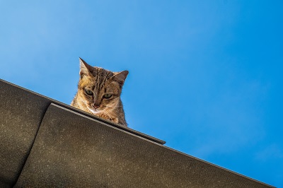 高い建物から見下ろす猫