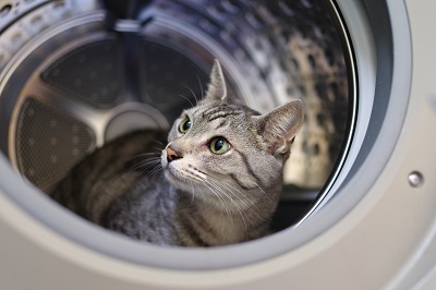 洗濯機の中で遊ぶ猫