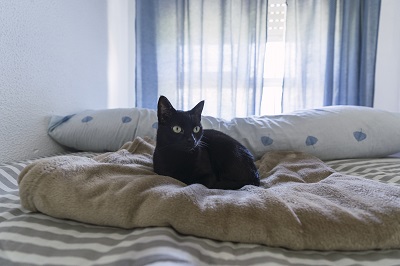 毛布の上に座る黒猫