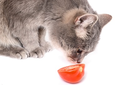 トマトの匂いを嗅ぐ猫