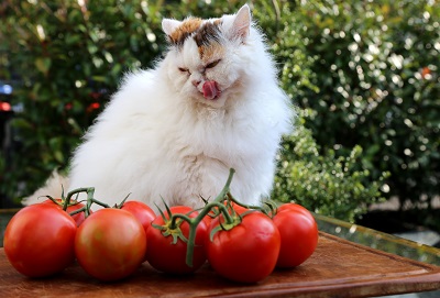 トマトを見て舌なめずりをする猫