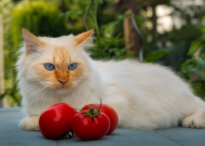 寝そべる猫とトマト