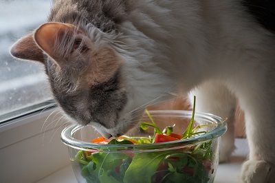 サラダを食べる猫