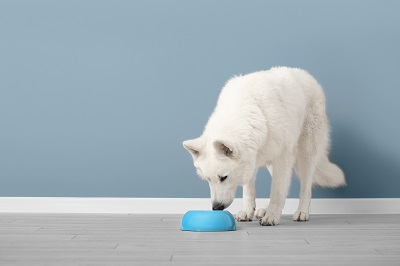 フードを食べる白い犬