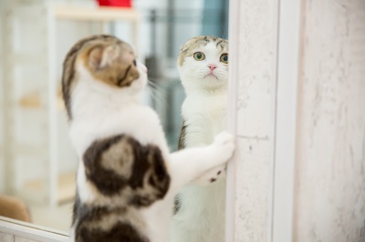 鏡越しにこちらを見ている猫