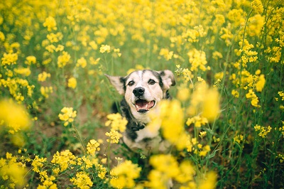 黄色い花に囲まれた犬