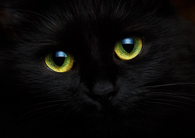 暗闇で光る猫の目