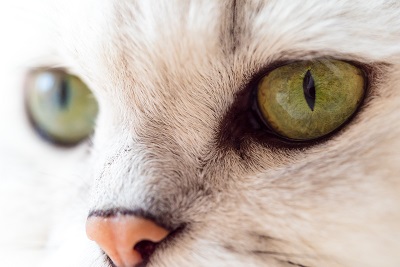 瞳孔が細くなっている猫の目