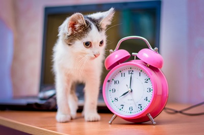 目覚まし時計と子猫