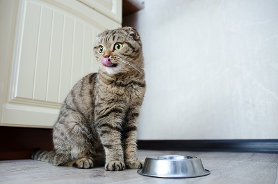 キッチンの隅で食事をする猫