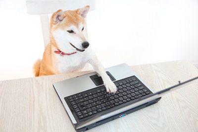 PCで作業をする柴犬