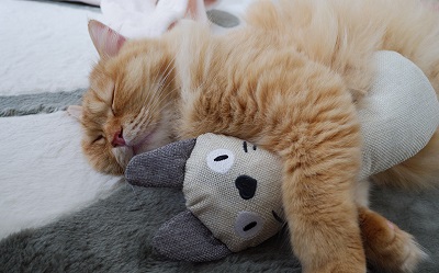 けりぐるみを抱いて寝る猫
