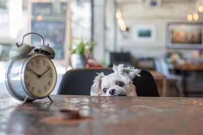 時計が置かれたテーブルと犬