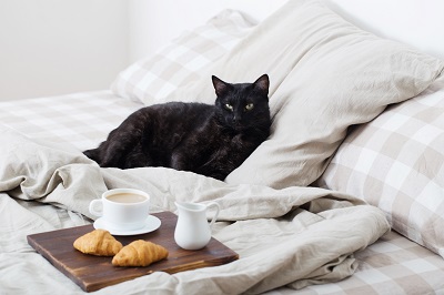 朝食が置かれたベッドで休む猫