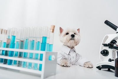 検査用の試験管と犬