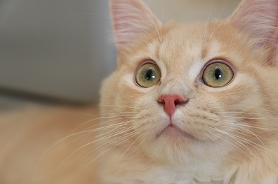 目を見開くラガマフィンの子猫