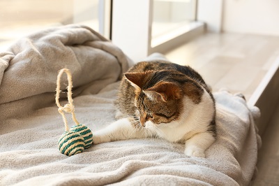 ベッドの上でおもちゃで遊ぶ猫