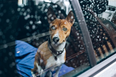 車の中から外を眺める犬