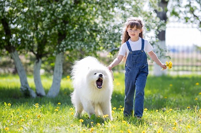 大型犬の散歩をする小さな女の子