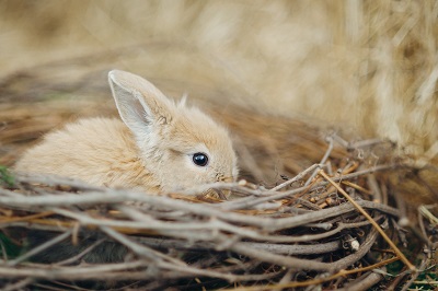 巣の中の子ウサギ