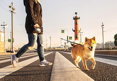 横断歩道を渡る柴犬と飼い主