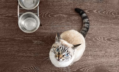 見上げる猫と猫用食器