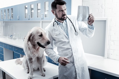 犬のレントゲンを見る獣医師