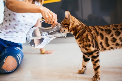 ピッチャーから猫に水を飲ませる女性