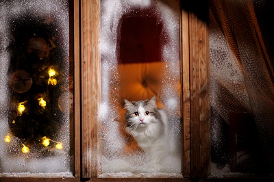 凍り付いた窓を眺める猫