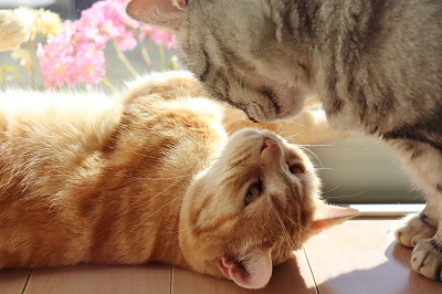 匂いを嗅ぎ合う二匹の猫