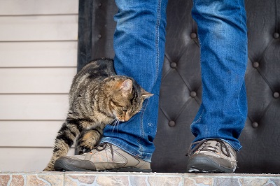 男性の脚にすりすりする猫