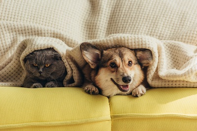 ソファに隠れる犬と猫