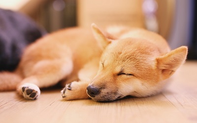 床で眠る柴犬の子犬