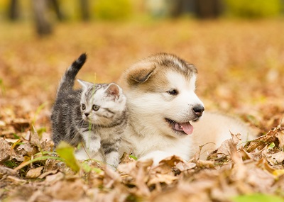 落ち葉で遊ぶ子犬と子猫