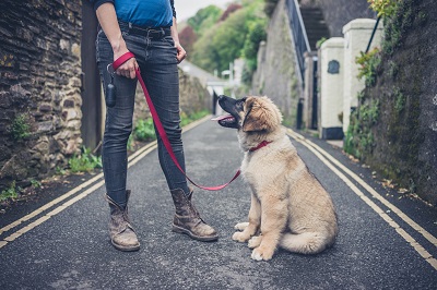 散歩中に犬をしつける女性