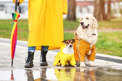 雨の日にレインコートを着て散歩をする犬