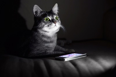 暗闇でタブレットを見る猫