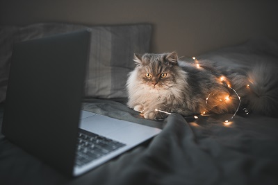 PCを眺める猫