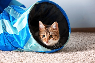 トンネルで遊ぶ猫