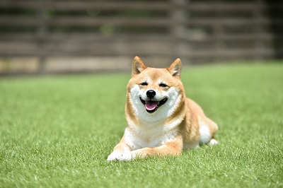 芝生の上で休む柴犬