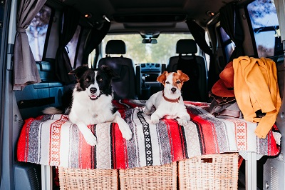 車に乗る二頭の犬