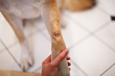 怪我をしている犬の脚