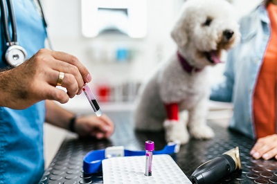 犬の検査をする獣医師