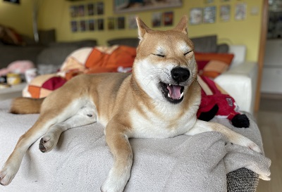 ソファであくびをする柴犬
