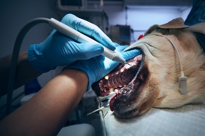 犬の歯石取りをする獣医師