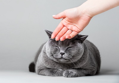 猫の頭を撫でる人の手
