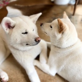 白い柴犬と秋田犬